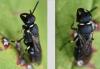 Hylaeus sp.